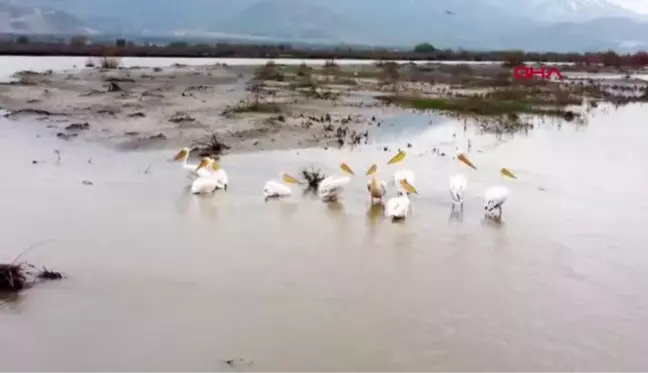 AFRİKA'DAN GÖÇ EDEN PELİKANLAR ERZİNCAN'DA MOLA VERDİ