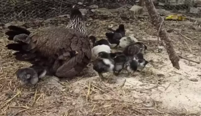 Yumurtadan dört bacaklı civciv çıktı