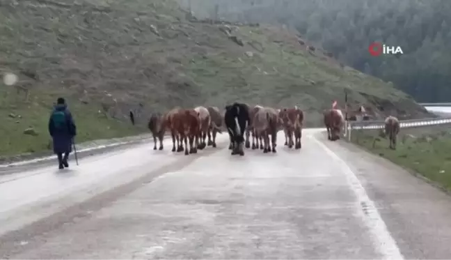 Sarıkamış'ta dolu hayatı olumsuz etkiledi