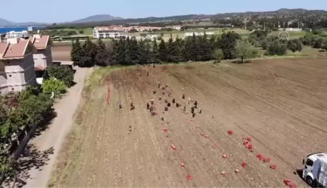 Turfanda patatesin hasadı başladı