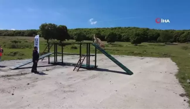 Arama kurtarma köpeklerinden başarılı sınav