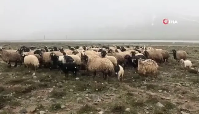 Mayıs ayında kar sürprizi... İlçeye beyaza bürüyen kar yağışı hayvan sahiplerine zor anlar yaşattı