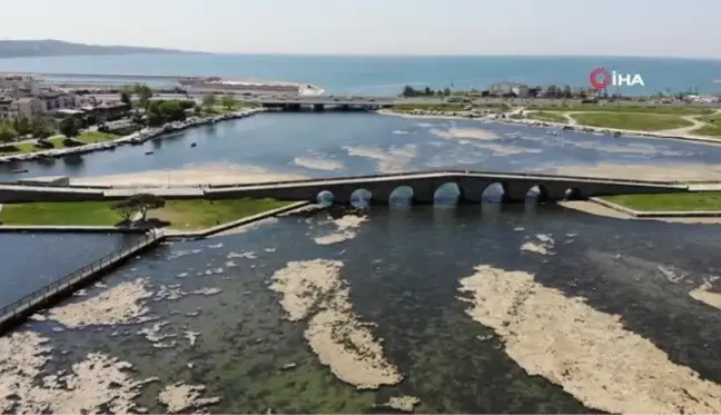 Büyükçekmece Dalyan'da yosun temizliği devam ediyor