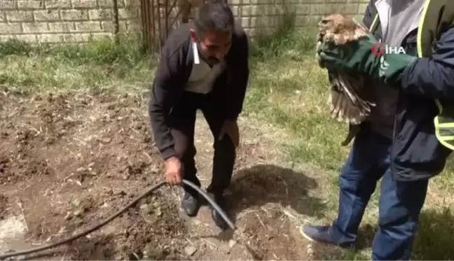 Nesli tükenmekte olan 'Kızıl Şahin' tedavisinin ardından doğaya salındı