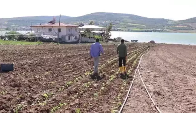 Çiftçiler tütün ekimine başladı