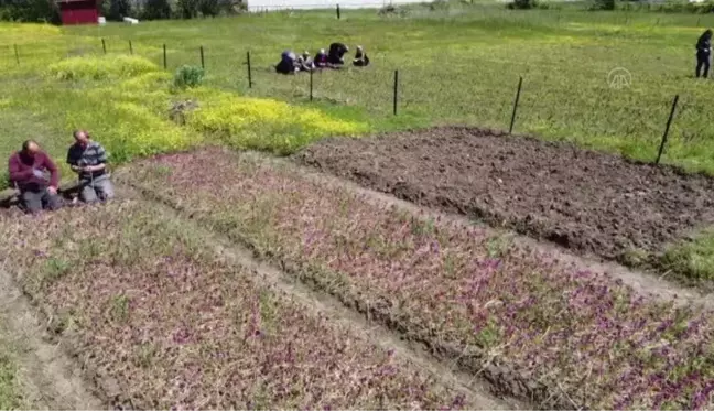 Özel izinle üretilen salep orkidesinin hasadına başlandı