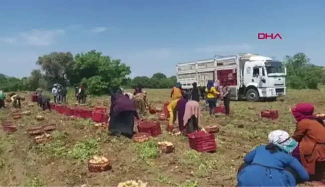 DATÇA'DA MEVSİMİN İLK PATATES HASADI YAPILDI