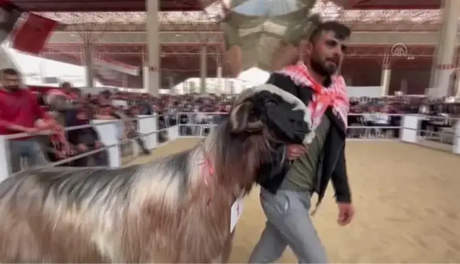 Honamlı tekesi ve Merinos koçu güzellik yarışması yapıldı