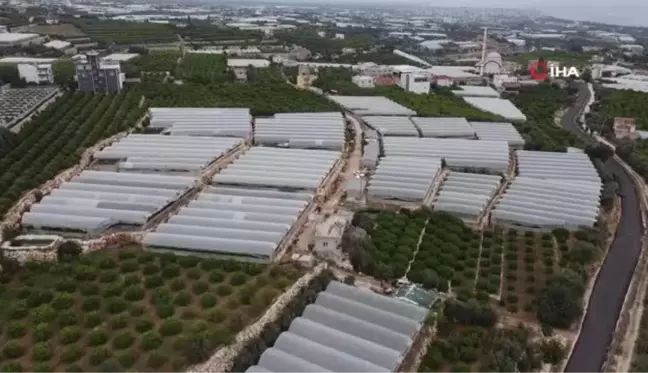 Son dakika haberleri: Turfanda siyah incide hasat zamanı: İlk talep turizm bölgelerinden