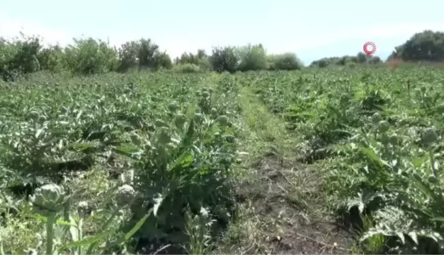 Öğretim üyesi memleketi Hatay'da ilk defa enginar yetiştirdi