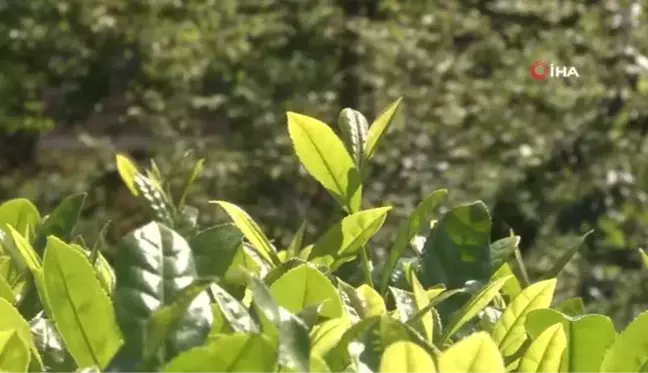 Rize protokolü çay bahçesine girdi