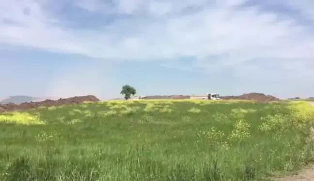 Türkiye'nin En Kaliteli Buğdayları İş Makinaları Altında Eziliyor: 