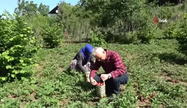 Aromasıyla sofraları süsleyen Osmanlı çileğinde hasat başladı