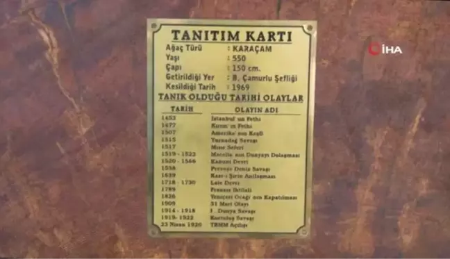 Bu karaçam 18 dünya olayına tanıklık etti