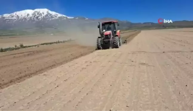 Adilcevaz'da şiddetli fırtına ve soğuk hava ekili alanlara zarar verdi