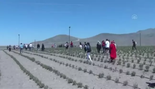 Karapınar'da Göktepe, Acıgöl, Lavanta Bahçesi Uçuş Festivali düzenlendi