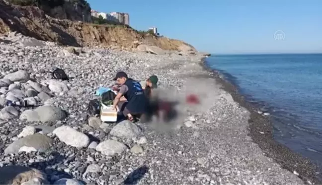 ZONGULDAK - Karadeniz'de görülen yunus ölümleri araştırılıyor