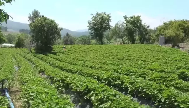 Çilekte verim geçen yıla göre arttı