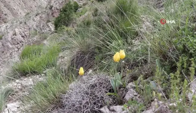 Oltu'da doğal laleler Sitare dağını süslüyor