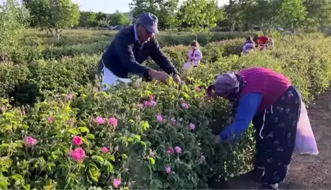 38 bin dönüm alana ekilen güllerin hasadı başladı