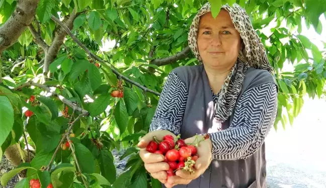 Tokat'ta turfanda kiraz hasadı başladı