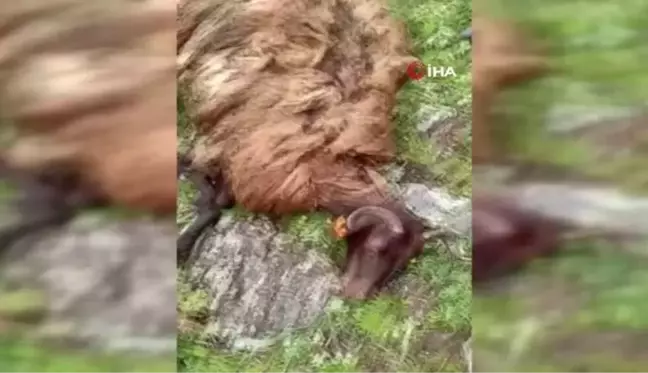 Erzurum'da yıldırım düşen sürüdeki 10'dan fazla küçükbaş hayvan telef oldu