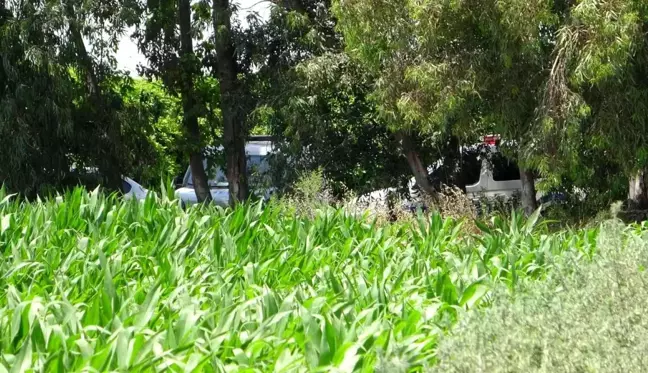 Mısır tarlasında erkek cesedi bulundu