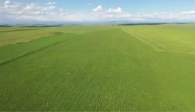 DİYARBAKIR - Kırmızı mercimekte rekoltenin 100 bin tonu aşması bekleniyor