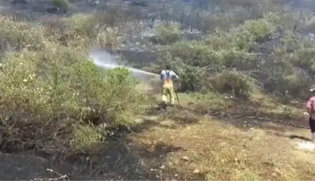 Ödemiş'te tarım arazisinde başlayan yangın zeytin ağaçlarına zarar verdi