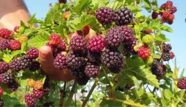 Erkenci böğürtlen hasadına başlandı