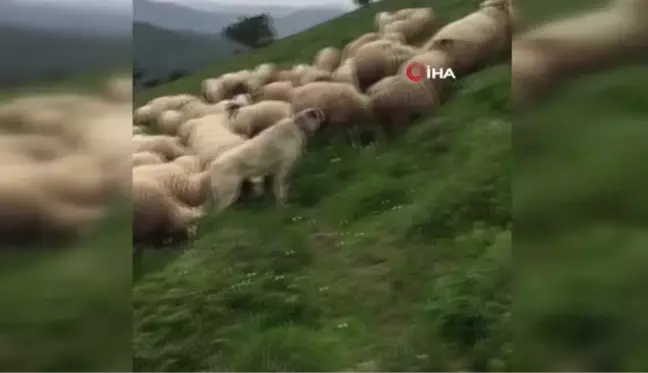 Kangal köpeği sürüyü ayıdan böyle kurtardı