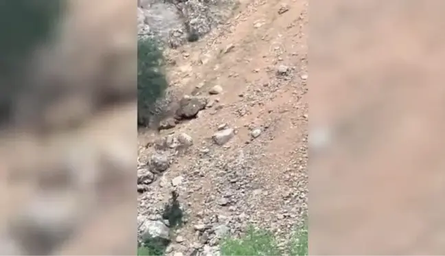 Tunceli'de vaşağın yaban keçisini kovalama anı görüntülendi