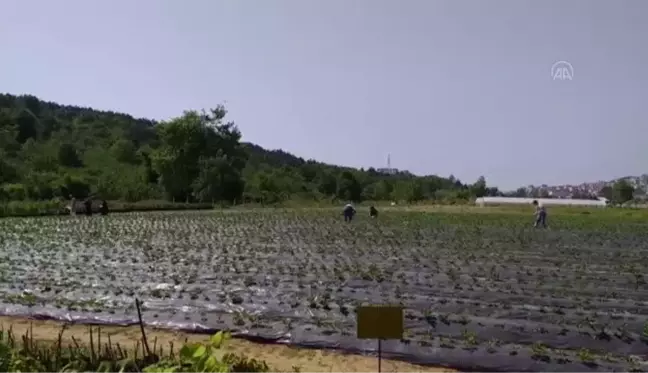 ZONGULDAK - Alaplı'da müşteriler satın alacakları çilekleri kendileri topluyor