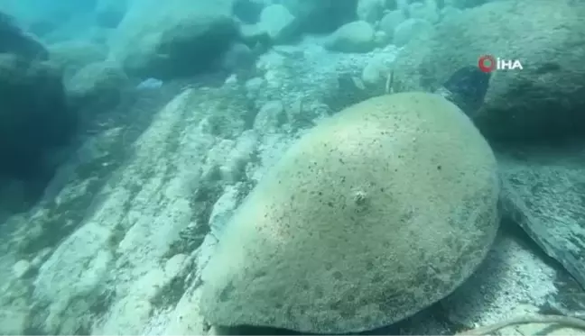 Ünlü profesörden ısıran caretta carettaler için 'Elle beslemeyin' uyarısı