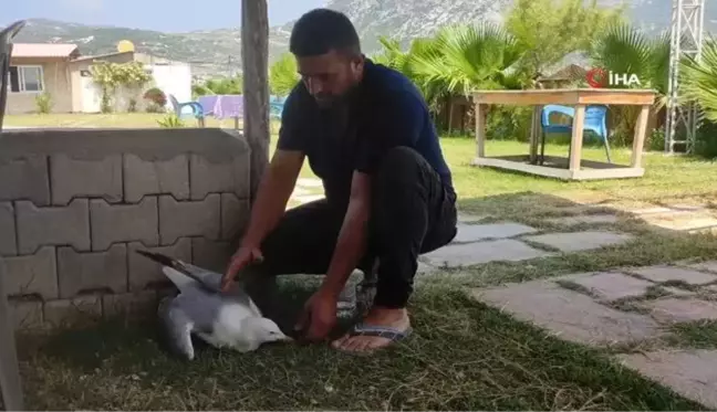 Hatay'da yaralı gümüş martıya vatandaş şefkati