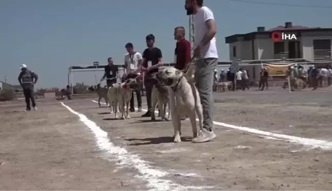 Kayseri'de 'Anadolu Çoban Köpekleri Güzellik Yarışması' düzenledi