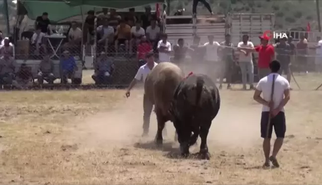 Milas'ta boğa güreşleri nefes kesti