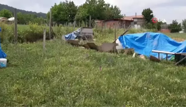 Tavuk kümesine giren vaşak balıkçı ağıyla yakalandı