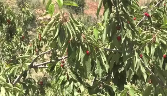 Mardin Yeşilli'de 