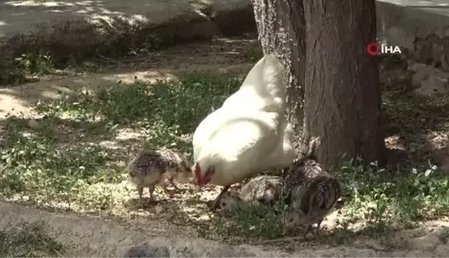 Annelerinin bakmadığı hindi yavrularını tavuk sahiplendi