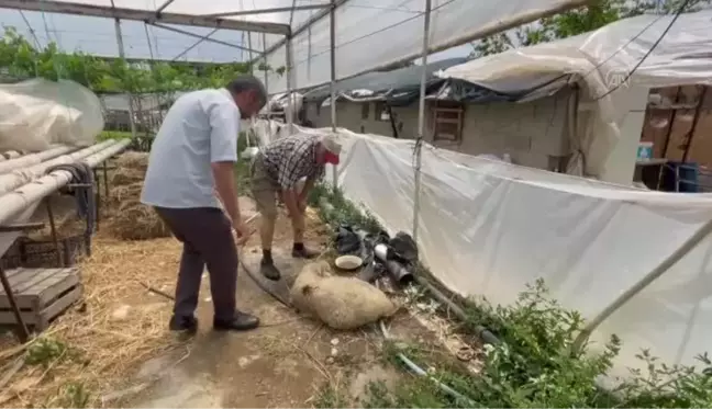 Sahipsiz köpeklerin saldırdığı öne sürülen 5 kuzudan biri telef oldu