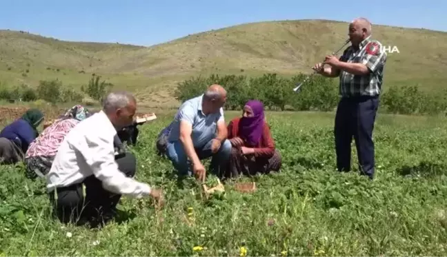 Çilek hasadı davul klarnet eşliğinde başladı