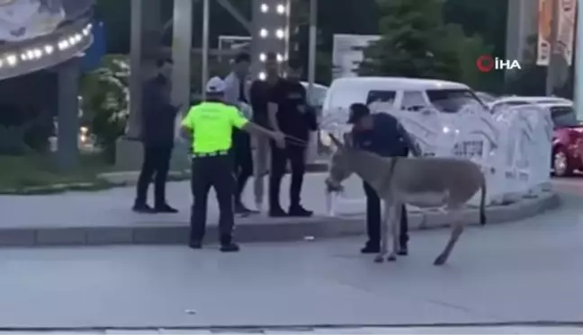 Eşeğin inadı trafiği aksattı, polis yoldan çekmek için yoğun çaba harcadı