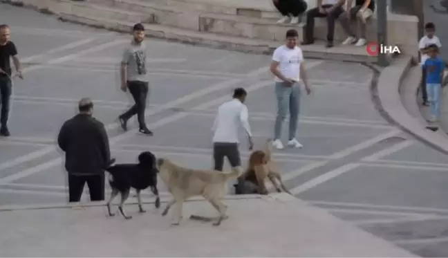 Vatandaşların sokakta boğuşan köpeklerle imtihanı kamerada