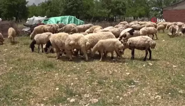 Elazığ'da koyun kırkma mesaisi başladı: Eskiden servet değerinde olan yünler, şimdilerde yakılıyor