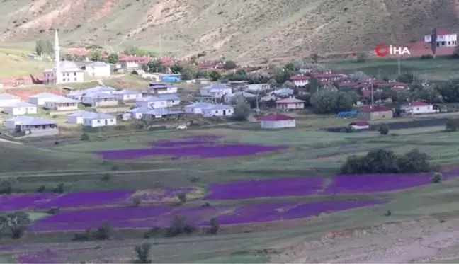 Yağışlar sonrası mor çiçeklerle bezenen tarlalar görenleri hayran bıraktı