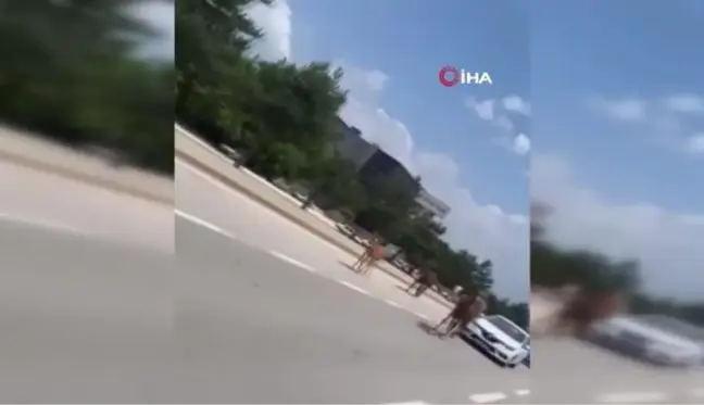 Bursa'da başıboş atlar trafiği tehlikeye soktu