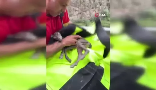 Doğa fotoğrafçısı, yeni doğan dağ keçisinin hayata tutunması için böyle seferber oldu