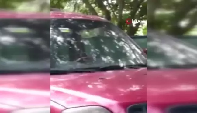 Vatandaşın yılanla imtihanı: Aracın kaputuna giren yılanı böyle çıkardı