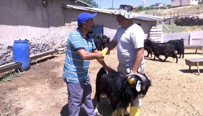 Elazığ'da kurbanlıklar görücüye çıktı: Fiyatlar 2 bin 500 - 3 bin 500 arasında değişiyor